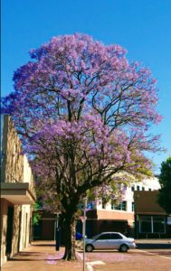 パースの春の花 桜のように咲くジャカランダを知っていますか 西オーストラリア パースに行こう